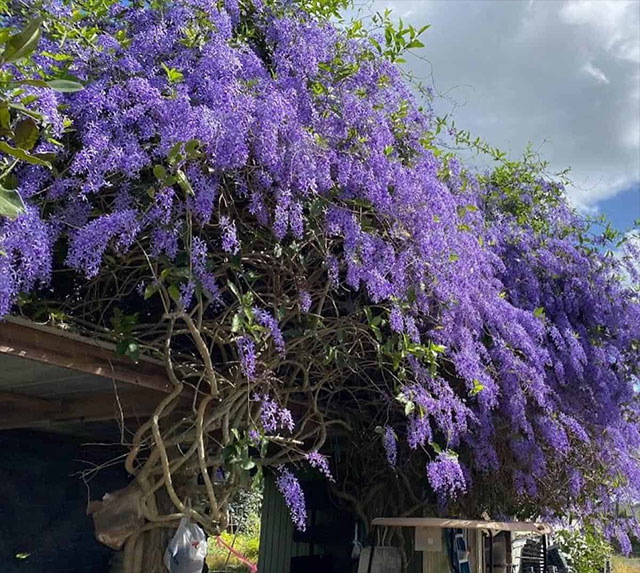 Petrea Vine