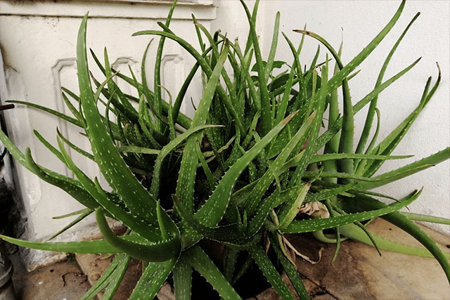 Aloe Vera
