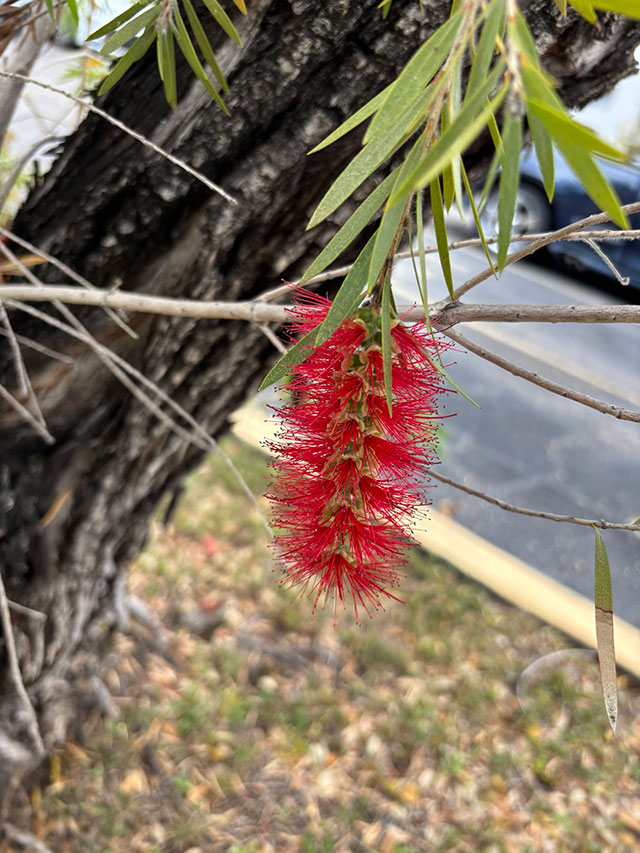 Callistemon viminalis