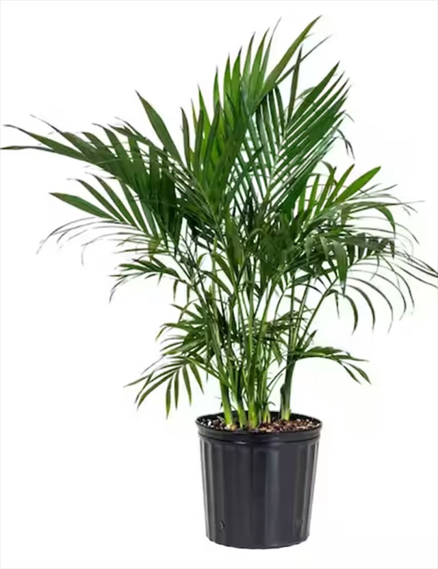 Chamaedorea cataractum