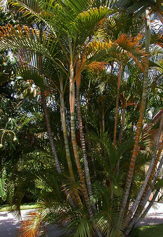 Clumping areca