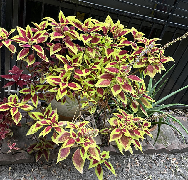 Coleus