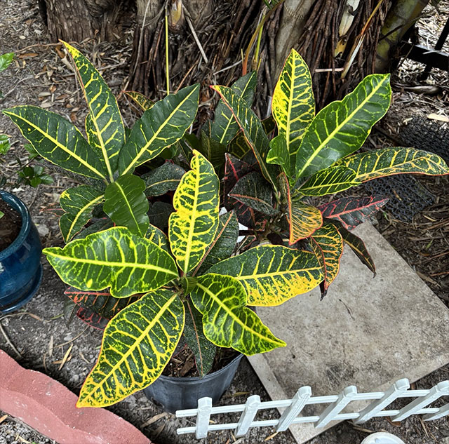 Croton