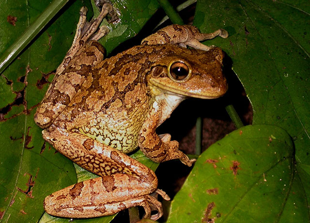 Cuban tree Frog