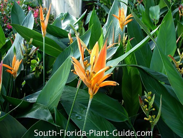 Heliconia