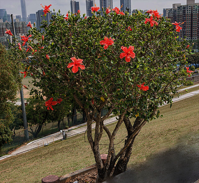 Hibiscus rosa-sinensis