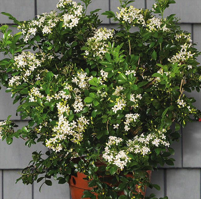 Murraya paniculata