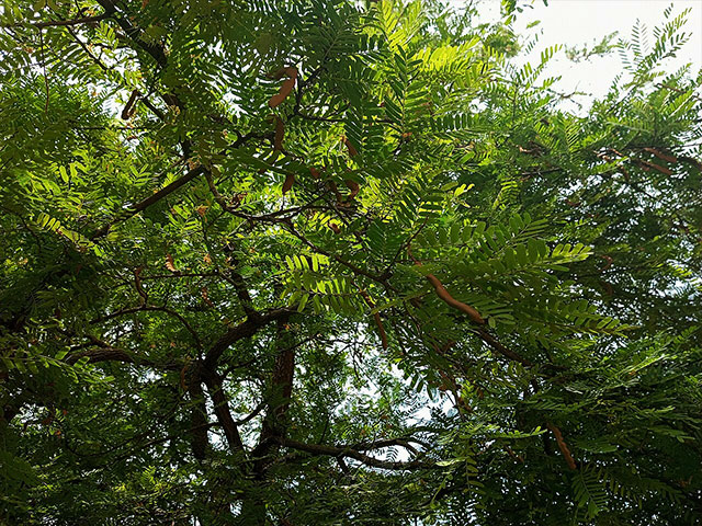 Tamarindus Indica
