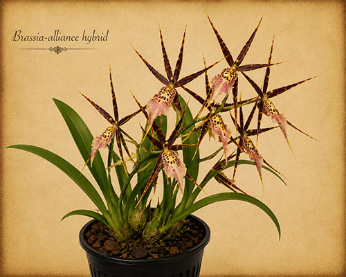 Maroon and cream Brassia-alliance flowers