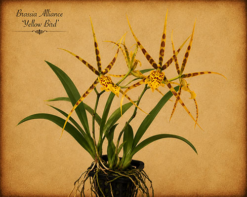 Maroon and cream Brassia-alliance flowers